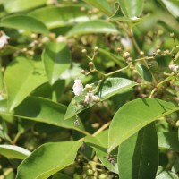 Vitex leucoxylon L.f.